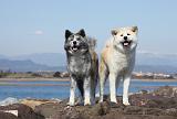 AKITA INU 213